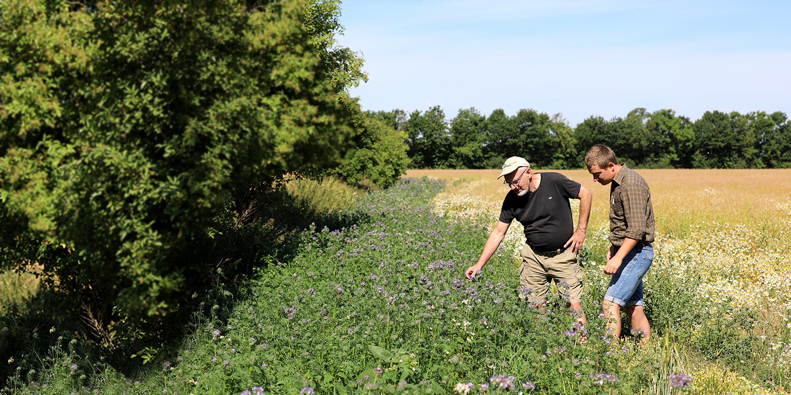 Faunastriber skaber bedre 
betingelser for faunaen i 
og omkring landbrugsarealerne
