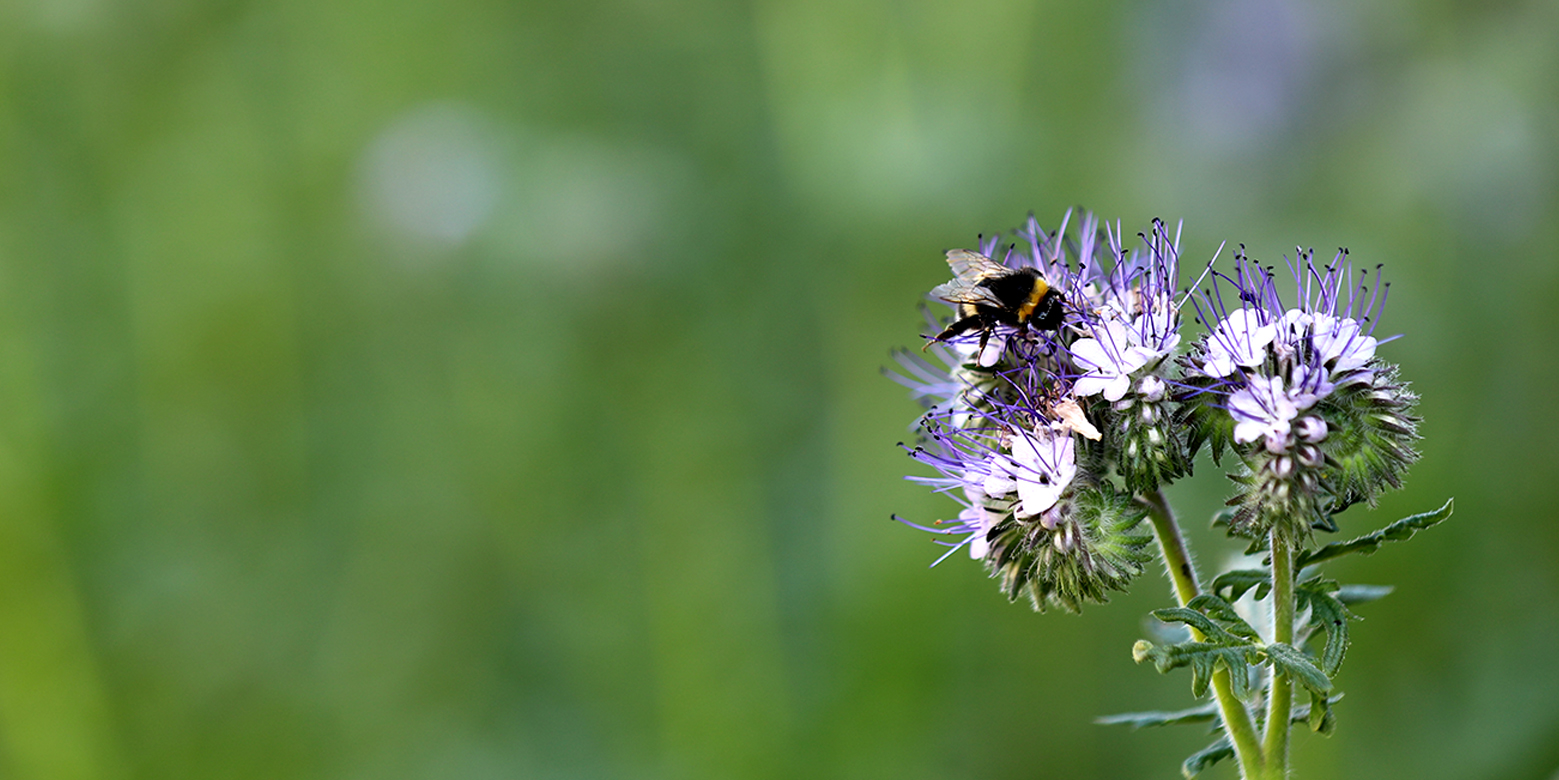 Ønsker du rådgivning om natur-
og vildtpleje på dine arealer?